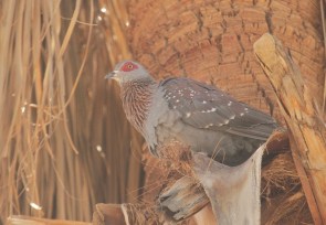 Speckled Pigeon/Pigeon roussard??