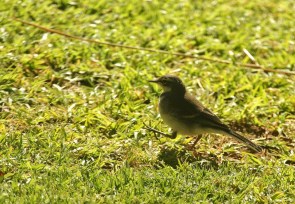 Cape Wagtail/Bergeronnette du Cap????