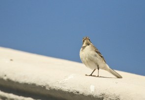Cape Wagtail/Bergeronnette du Cap