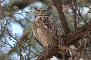 Spotted Eagle-Owl, le père