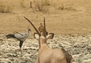 Oryx, Secrétaire et Tawny Eagle