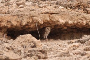 Barn Owl/Chouette effraie, à 50 m. !