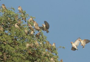 Amandine à tête roue et Travailleur à bec rouge