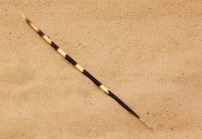 pique de Porc-épique