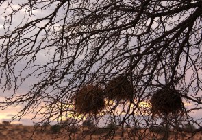 nids de Mahali à sourcils blancs