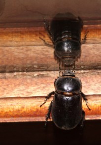 Rhino beetle group in the Dynastinae subfamily