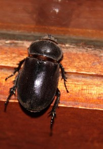 Rhino beetle group in the Dynastinae subfamily