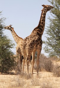 Girafe