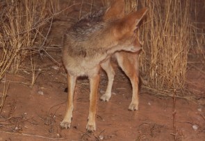 Chacal à chabraque