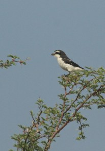 Pie-grièche fiscale