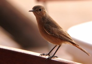 Familiar Chat/Traquet familier?