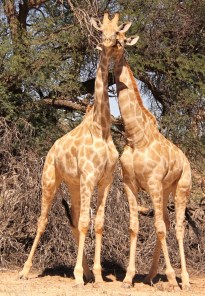 Girafe