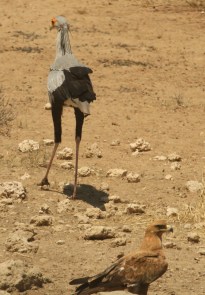 Secrétaire et Aigle ravisseur