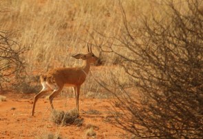 Steenbok