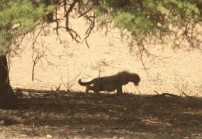 un des petis de Hanri