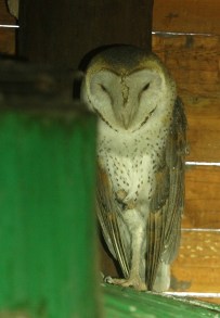 Chouette effraie
