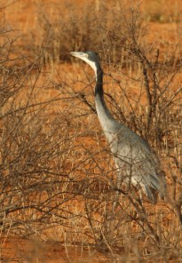 Héron mélanocéphale