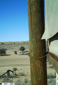 camera trap- Springboks redescendent dans la vallée 
