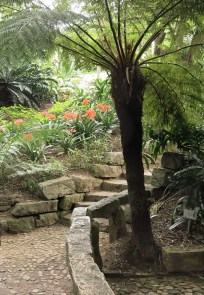 Fougère aborescente