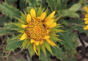 Giant Capethistle