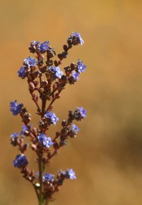 Cape-forget-me-not