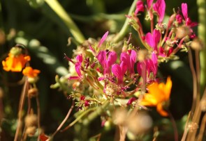 T'Neitjie Pelargonium incrassatum????