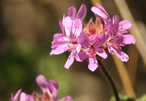 Pelargonium
