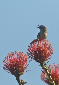 Karoo Prinia/Prinia du Karoo