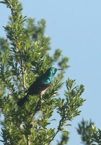 Southern (Lesser) double-collared Sunbird/Souimanga chalybée