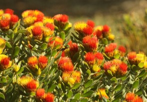 Protea
