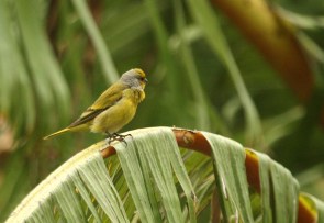 Cape Canary/Serin du Cap