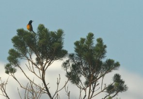 Orange-breasted Sunbird/Souimanga orangé