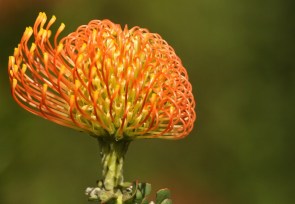Protea - Pincushion Bobbejaanklou Leucospermum cordifolium (Luisiesboom)