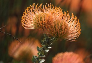 Protea - Pincushion Bobbejaanklou Leucospermum cordifolium (Luisiesboom)