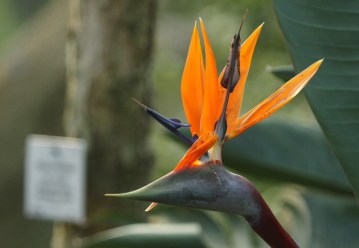 Strelitzia reginae/Oiseaux de paradis