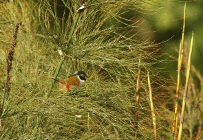 Swee Waxbill/Astrild à joues noires