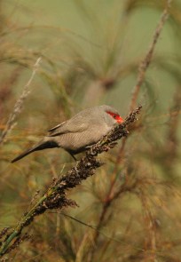 Common Waxbill/Astrild ondulé