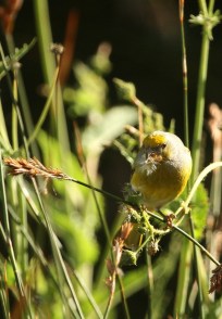 Cape Canary/Serin du Cap