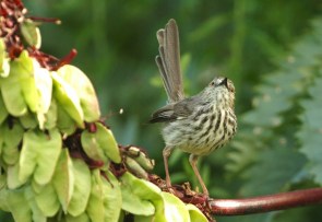 Karoo Prinia/Prinia du Karoo