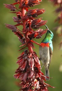 Southern (Lesser) Double-collared Sunbird/Souimanga chabylée