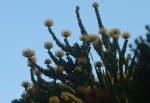 Protea - Pincushion Bobbejaanklou Leucospermum cordifolium (Luisiesboom)