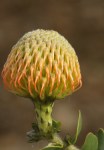 Protea - Pincushion Bobbejaanklou Leucospermum cordifolium (Luisiesboom)