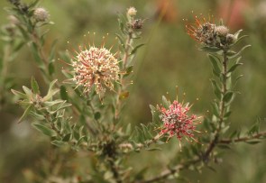 Protea - Arid Pincushion