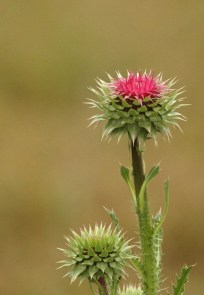  Nodding Thistle Carduus nutans-Asteraceae