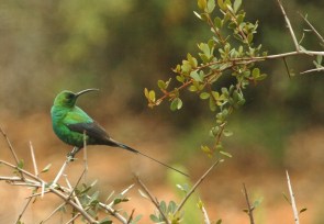 Malachite Sunbird/Souimanga malachite