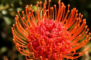 Protea - Orange Flame Pincushion, Langeberg Pincushion Leucospermum erubescens