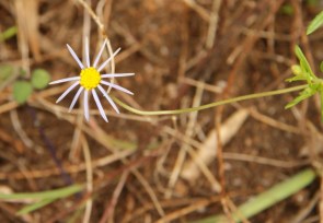 Aster
