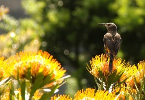 Cape Sugarbird/Promérops du Cap??