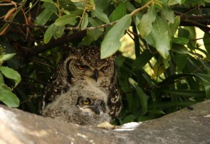 Spotted Eagle-Owl/Grand-Duc africain - JUNIOR