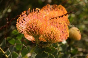 Pincushion Bobbejaanklou Leucospermum cordifolium (Luisiesboom) - Protée